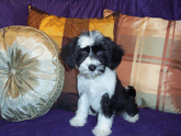 Small black-and-white Tibetan Terrier puppy sitting on a purple blanket in front of three decorative pillows pillow