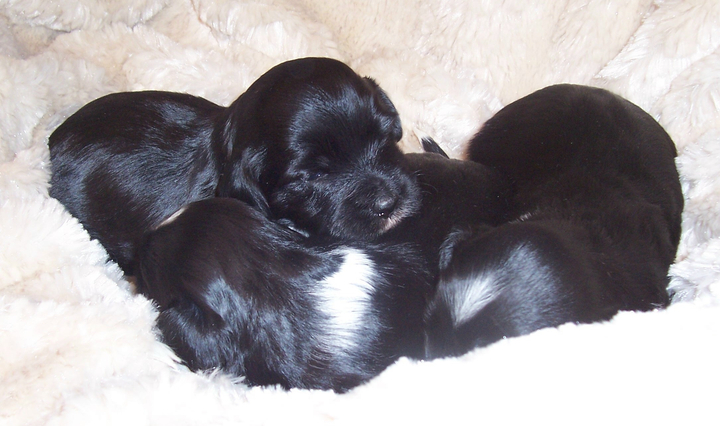 Three small mostly black Tibetan Terrier puppies lying nestled together on a soft beige blanket