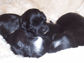 Three small mostly black Tibetan Terrier puppies lying nestled together on a soft beige blanket