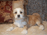 Tan-and-white Tibetan Terrier puppy lying on a beige rug in front of decorative pillows