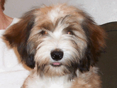 Close-up of the face of a sable-and-white Tibetan Terrier