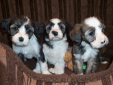 Three young sable-and-white Tibetan Terrier puppies sitting and looking out of a soft brown basket