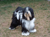 Black-and-white Tibetan Terrier standing on browned-out grass