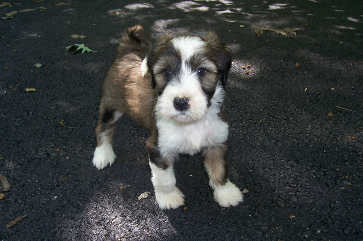 Sable-and-white Tibetan Terrier puppy standing on asphalt