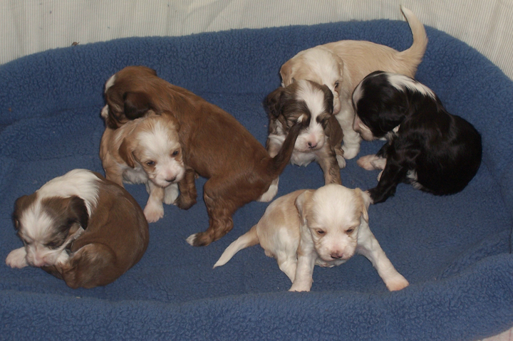 Litter of new born Tibetan Terrier puppies
