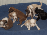 Litter of new born Tibetan Terrier puppies