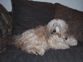 Gold sable Tibetan Terrier lying on a brown sofa in front of brown pillows