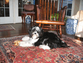 Black-and-white Tibetan Terrier lying on oriental rug in front of wooden rocking chair