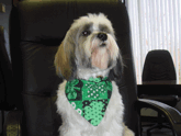 Mostly white Tibetan Terrier wearing green scarf and sitting on office chair