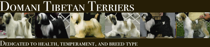 Domani Tibetan Terriers Banner