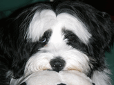 Close-up of the face of a black-and-white Tibetan Terrier resting on a soft soccer ball