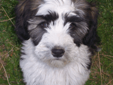 Black-and-white Tibetan Terrier sitting on grass and looking up