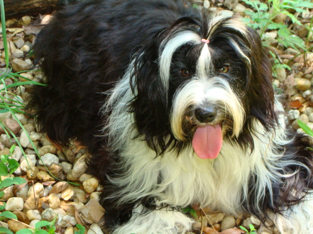 Black-and-white Tibetan Terrierl lying on a pebble path