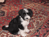 Black-and-white Tibetan Terrier puppy sitting on a red oriental rug with geometric design