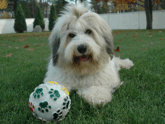 Mostly white Tibetan Terrier lying on grass behind a ball