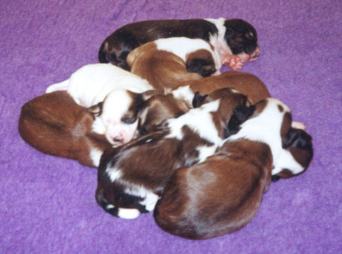 Litter of mostly sable-and-white Tibetan Terrier puppies nestled together on a purple blanket