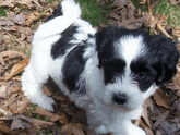 White-and-black Tibetan Terrier puppy standing on leaves