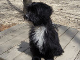 Black Tibetan Terrier with white chest sitting on a wooden deck above pea gravel