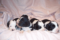 New litter of black-and-white Tibetan Terrier puppies on a light pink blanket