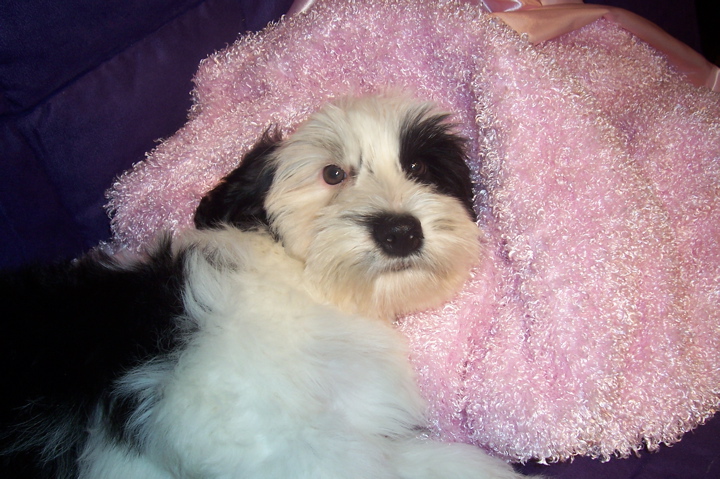 Black-and-white Tibetan Terrier puppy on a pink blanket
