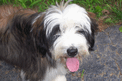 Close-up of the face of a sable Tibetan Terrier