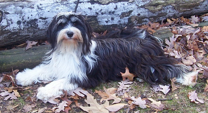 Black-and-white Tibetan Terrier lying on leaves in front of logs