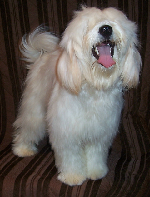 White Tibetan Terrier with mouth wide open