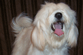 White Tibetan Terrier with mouth wide open