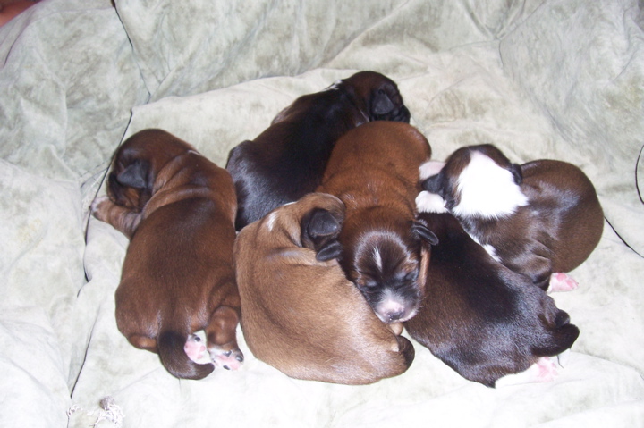 Litter of sable and tan Tibetan Terrier puppies on a white cushion
