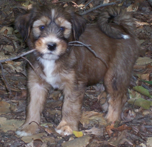 Sable Tibetan Terrier with leaves in the background