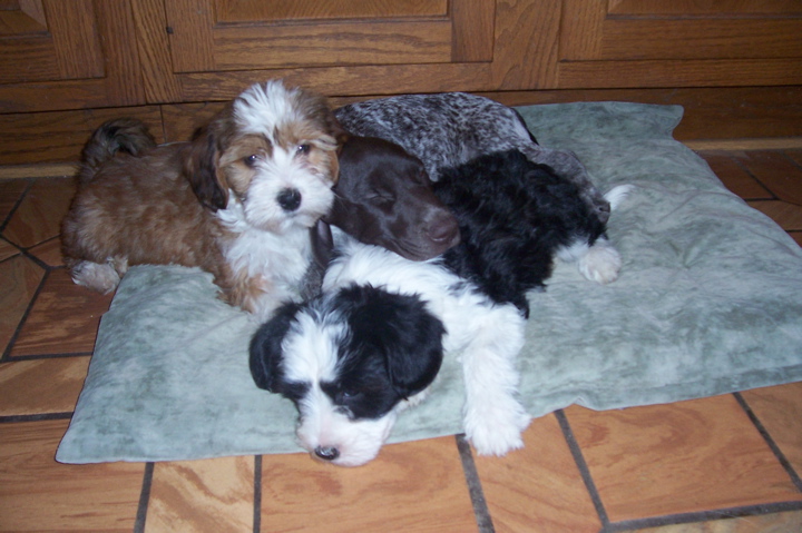 Tan-and-white Tibetan Terrier and black-and-white Tibetan Terrier with another dog on a gray pad