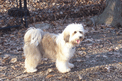 Tan-and-white Tibetan Terrier standing on ground
