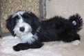 Black-and-white Tibetan Terrier puppy lying on beige mat