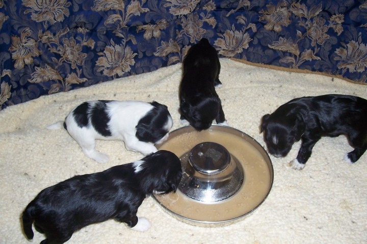 Three black and one black-and-white Tibetan Terrier puppies around water bowl on beige mat