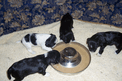 Three black and one black-and-white Tibetan Terrier puppies around water bowl on beige mat