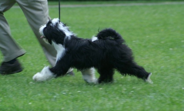 Black-and-white Tibetan Terrier walking on grass