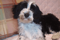 Black-and-white Tibetan Terrier lying on a pink quilt