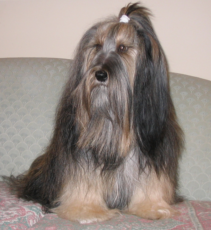 Long-haired multi-color Tibetan Terrier sitting on a  couch
