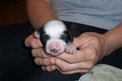 New-born black-and-white Tibetan Terrier puppy being held in two hands
