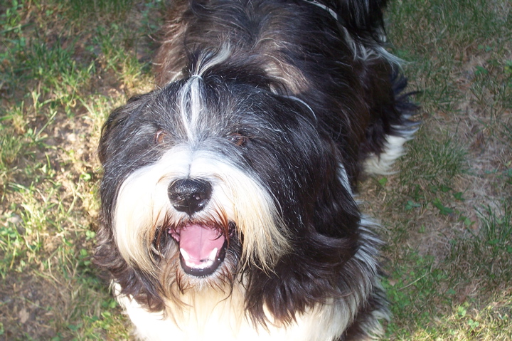 Face of a black-and-white Tibetan Terrier standing on grass