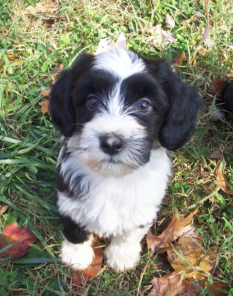 Black-and-white Tibetan Terrier puppy standing on grass looking up