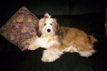 Long-haired sable-and-white Tibetan Terrier lying on a black cloth next to a figured decorative pillow