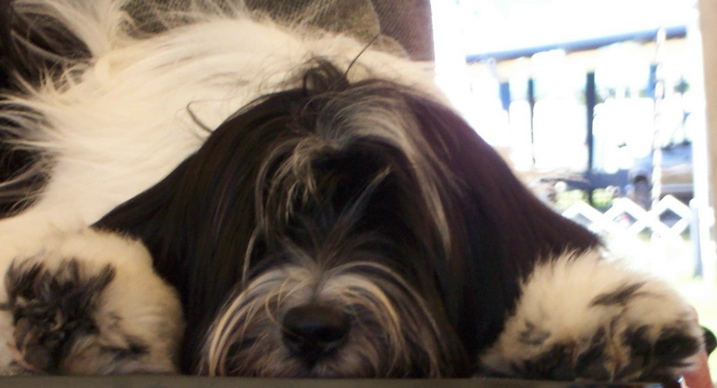 Close-up of the face of a black-and-white Tibetan Terrier lying on the floor
