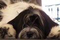 Close up of the face of a black-and-white Tibetan Terrier lying down