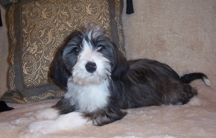 Dark sable-and-white Tibetan Terrier puppy lying on a soft beige blanket in front of a decorateive pillow