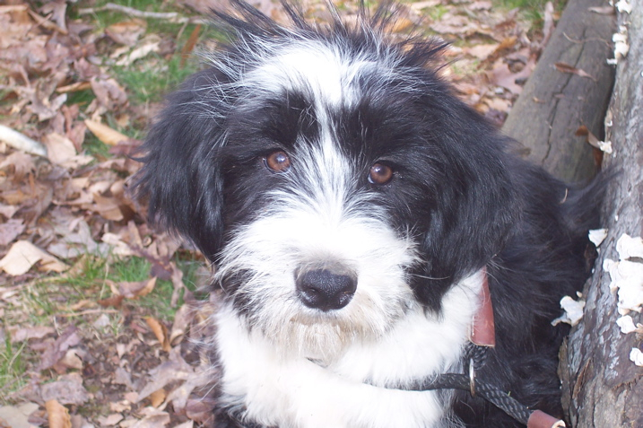 Black-and-white Tibetan Terrier with leaves in the background