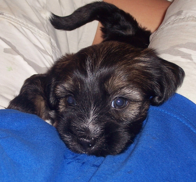 Head of a dark sable Tibetan Terrier puppy resting in the crook of a blue-shirted elbow