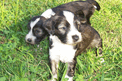 Two black-and-white Tibetan Terrier puppies playing on grass