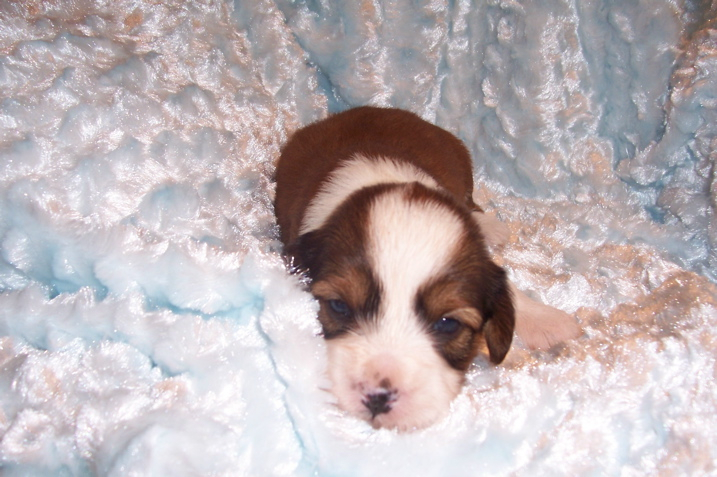 Small sable Tibetan Terrier puppy lying in soft multi-colored blanket