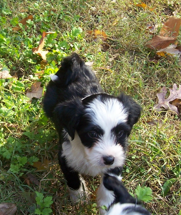 Black-and-white Tibetan Terrier puppy standing on grass